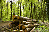 Stack of tree trunks, Solingen, Bergisches Land, North Rhine-Westphalia, Germany