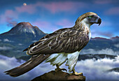 Philippine eagle with Mount Apo, Mindanao Island, Philippines, Asia