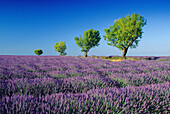 Almond trees in lavender field nder blue sky, Plateau de Valensole, Alpes de Haute Provence, Provence, France, Europe