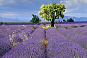 Mandelbaum im Lavendelfeld unter Wolkenhimmel, Plateau de Valensole, Alpes-de-Haute-Provence, Provence, Frankreich, Europa