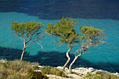 Pines at the coast in the sunlight, Calanque de Sormiou, Cote d´Azur, Provence, France, Europe