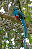 Resplendent Quetzal, male bird in tree, Wildlife, Costa Rica
