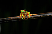 Red Eyed Tree Frog on branch against black night sky, Wildlife, Costa Rica