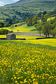 Wildflower meadows and landscape in spring, Swaledale, Yorkshire, UK, England