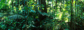 Rainforest scene, Daintree Forest, Queensland, Australia