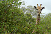 Giraffe in trees, Kruger National Park, Mpumalanga, South Africa