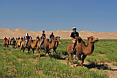 Tourists on camels in grassy desert, General, desert, Mongolia