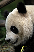 Close up of giant panda, Chengdu, China