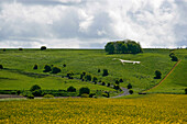 View of the White Horse, Hackpen Hill, Wiltshire, UK, England