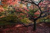 Japanese Maple, Trees, Natural World