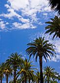 Palm trees on Hollywood Boulevard, Los Angeles, California, USA