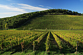 View of vineyard, Badia a Passignano, Tuscany, Italy