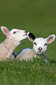 Baby lambs, General, Dorset, UK, England