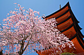 Five storey pagoda and spring blossom, Miyajima Island, Japan