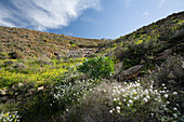 Blühende Blumen in einem Tal im Sonnenlicht, Parque Natural de Betancuria, Fuerteventura, Kanarische Inseln, Spanien, Europa