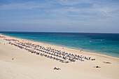 Lange Reihen von Sonnenliegen am Sandstrand, Playa del Matorral, Playa de Jandia, Morro Jable, Halbinsel Jandia, Fuerteventura, Kanarische Inseln, Spanien, Europa