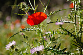 Mohnblume und Distel im Sonnenlicht, Masca Schlucht, Parque rural de Teno, Teneriffa, Kanarische Inseln, Spanien, Europa