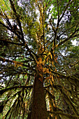 Urwlad mit bemoosten Bäumen im Catherdral Grove Regenwald, Vancouver Island, Kanada, Britisch Kolumbien, Nordamerika