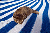 Cat sleeping on a rug, Cinque Terre, La Spezia, Liguria, Italian Riviera, Italy, Europe