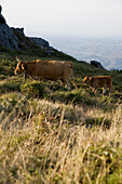 Kuh und Kalb, Bergwiese im Morgenlicht, Bergmassiv Foia, 902 m ueber NN, Serra de Monchique, Monchique, Algarve, Portugal