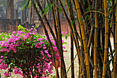 Bambus, Kamphaeng Phet, Aranyik, Bambus, Zentralthailand, Thailand, Asien