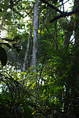 Rattan und Uraldbaum im Khao Yai Nationalpark, Provinz Khorat, Thailand, Asien