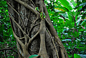 Strangler fig, Nan, Doi Phu Kha National Park, Thailand, Asia