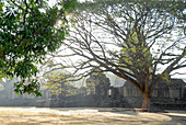Baum im Park des Prasat Hin Phimai, Khmer Tempel in der Provinz Khorat, Thailand, Asien