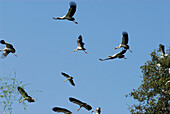 Flying storks nesting near Lopburi, Central Thailand, Lopburi province, Thailand, Asia