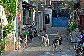 Dogs in a alley at Thonburi, Bangkok, Thailand, Asia