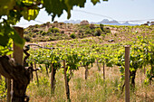 View at vines in the sunlight, Vineyard Pedra Majore, Sardinia, Italy, Europe