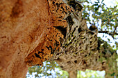 Trunk of a cut cork oak in the sunlight, North Sardinia, Italy, Europe
