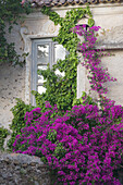 Bougainvillea climbing up an old wall in Castellabate, Cilento, Campania, Italy