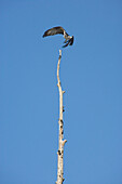 Fischadler,  Lake Verret, bei Pierre Part, Louisiana, Vereinigte Staaten, USA