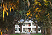 Südstaatentraum, eine alte Eichenallee führt zur Rosedown Plantation, St. Francisville, Louisiana, Vereinigte Staaten, USA