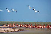 Colony of flamingos at Rio Lagartos, State of Yucatan, Peninsula Yucatan, Mexico