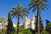 Palmen und die Kathedrale La Seu unter blauem Himmel, Palma, Mallorca, Spanien, Europa