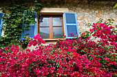 Bougainvilleavor einem Fenster, Deià, Mallorca, Balearen, Spanien, Europa