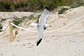 Audouin's Gull flying over sandy beach, Mallorca, Spain, Europe