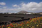 Lapili Felder, Blumenwiese mit Mohnblumen in Fruehling, Caldera Colorada, erloschener Vulkan, bei Masdache, UNESCO Biosphärenreservat, Lanzarote, Kanarische Inseln, Spanien, Europa
