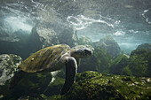 Adult green sea turtle Chelonia mydas agassizii underwater off the west side of Isabela Island in the waters surrounding the Galapagos Island Archipeligo,  Ecuador Pacific Ocean