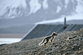 Arctic Fox (Vulpes lagopus). Spitsbergen island,  Svalbard archipelago,  Arctic Ocean,  Norway