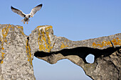 Yellow-legged Gull (Larus cachinnans),  Cies islands,  Atlantic Islands National Park,  Galicia,  Spain