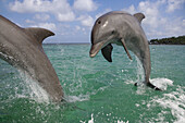 Bottle-nosed Dolphin Tursiops truncatus