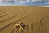 Starfish Asterias rubens on the Tideline Holkham Beach Norfolk UK