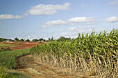 AUSTRALIA - Queensland - FRASER COAST - Childers: Sugar Cane Field