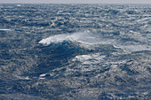 Ocean,  South Georgia,  SGSSI,  UK