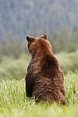 Grizzly Bear in the Khuzemateen Grizzly Bear Sanctuary,  British Columbia,  Canada
