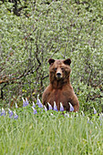 Grizzly Bear eating grass in the Khuzemateen Grizzly Bear Sanctuary,  British Columbia,  Canada