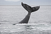Humpback whale (Megaptera novaeangliae),  tail slapping. Frederick Sound,  Alaska,  USA